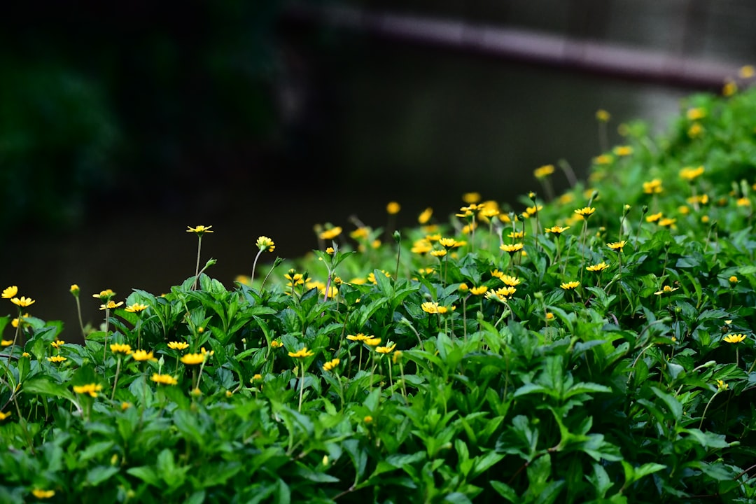 Photo Lush garden